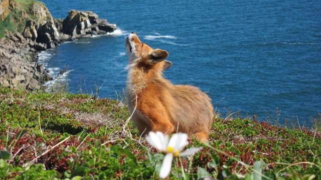 Walrus Islands, Alaska