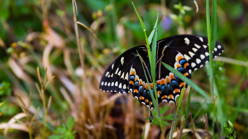 a black butterfly with orange and blue markings clings to a blade of grass