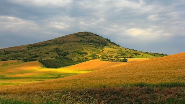 golden fields on a rolling hill