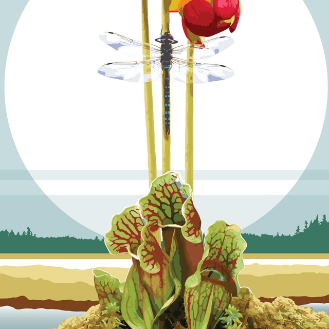 graphic of pitcher plants and dragonfly