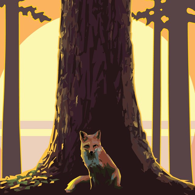 graphic of fox and large trees