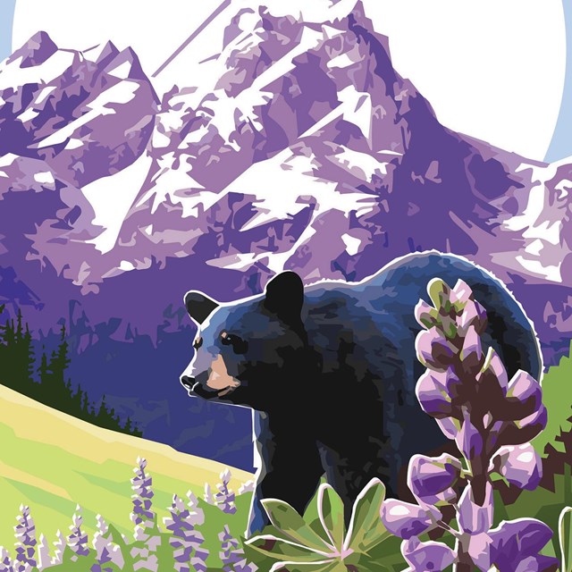 a vibrant illustration of a black bear on a mountainside with purple lupine flowers