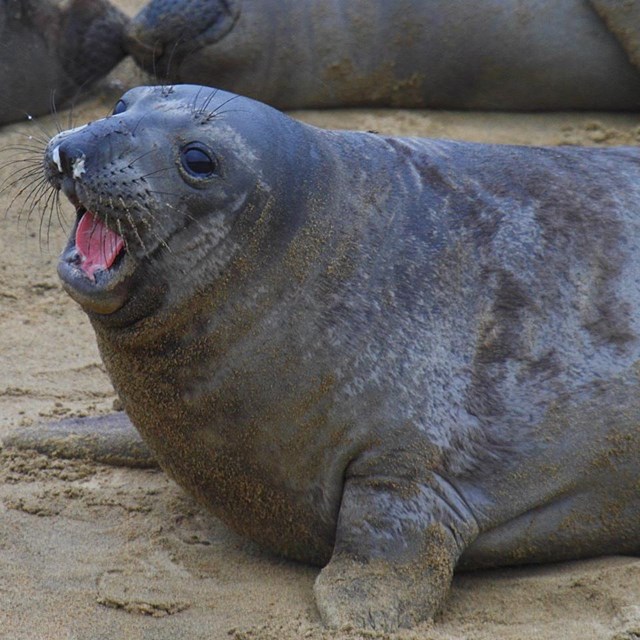 Three seals on sandy beach