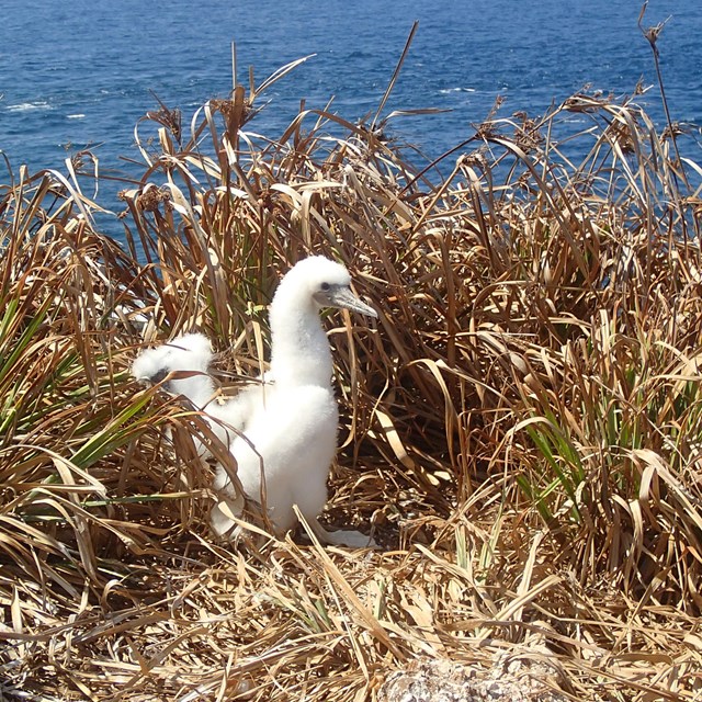 West End Cays, Virgin Islands