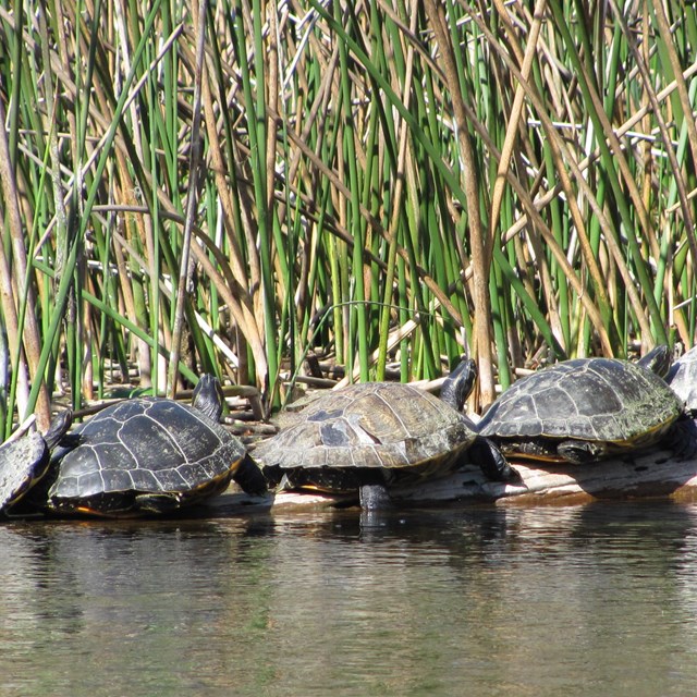 turtles sitting on a log