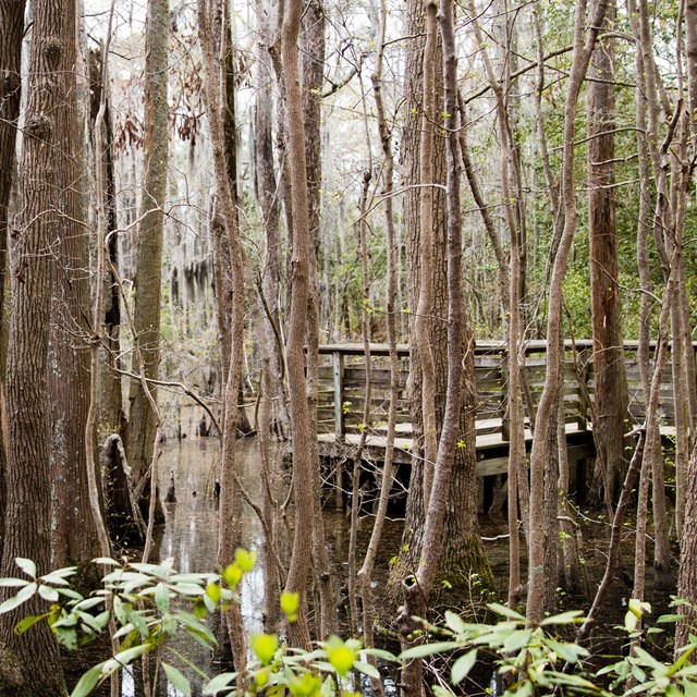 Skinny brown trees in dark water with a wooden dock in the background