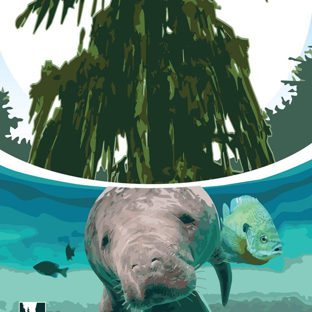 graphic of manatee in clear water