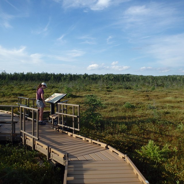 a person reads a wayside on a boardwalk in a boggy area