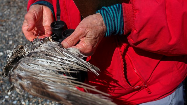 Bird feathers being studied 