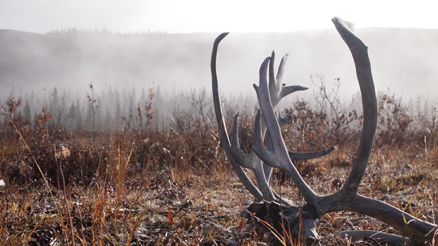 Caribou antler sheds in the arctic tundra