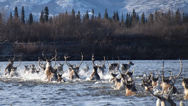 caribou crossing
