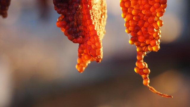 Fish hang out to dry outside 