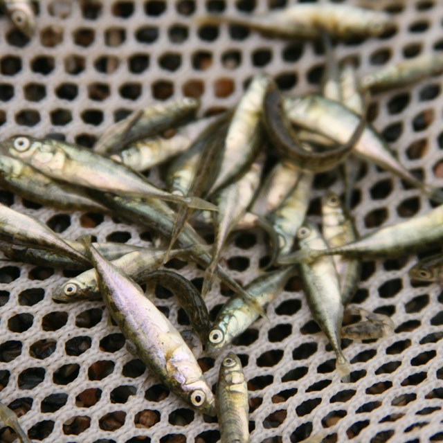 small fish in a net