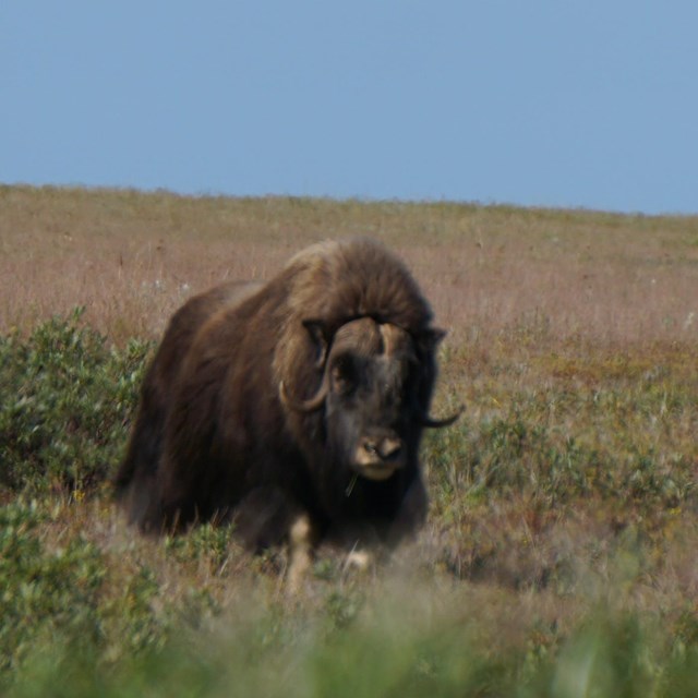 muskox walking on tundra