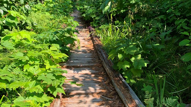 Wooden footbridge along a overgrown trail. 