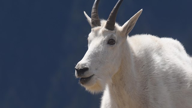 A mountain goat with a blue background
