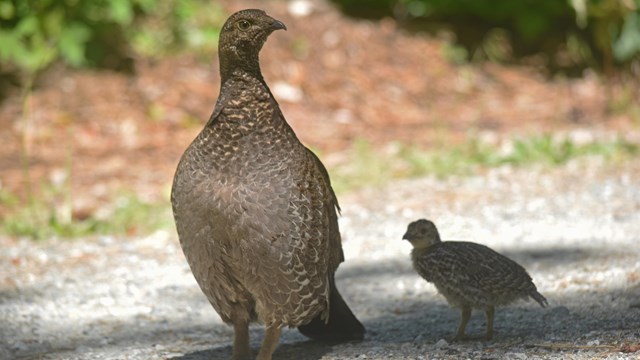 There is a bird standing on a gravel path with a smaller bird