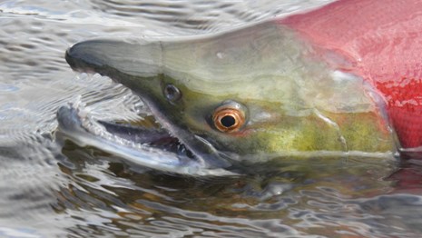 A red and green fish sits in shallow water looking towards the camera