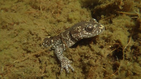 A salamander is partially submerged under plant matter and moss