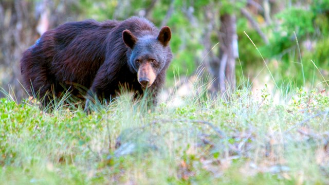 A black bear walking through a field.