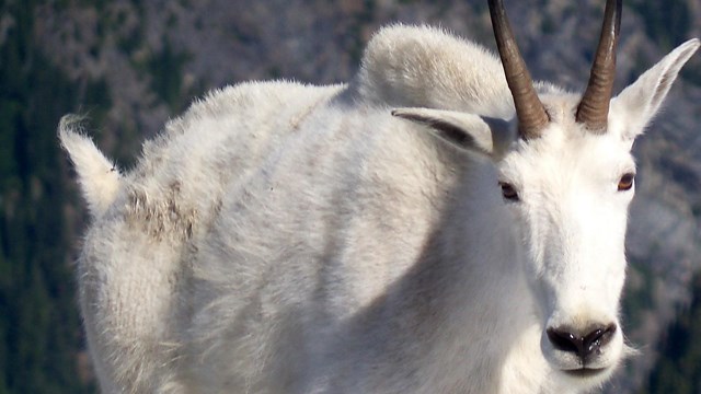 A mountain goat standing in the snow.