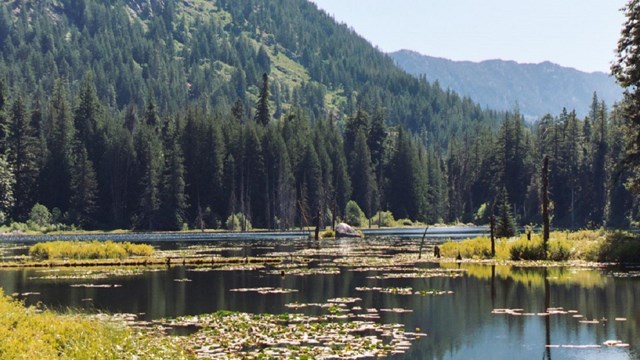 A pond covered in lily pads.