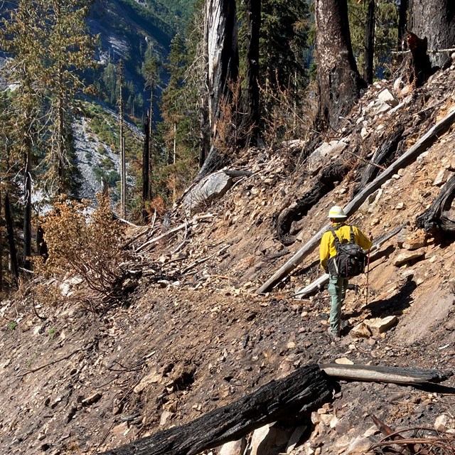 A person walking through a burned section of trail. 