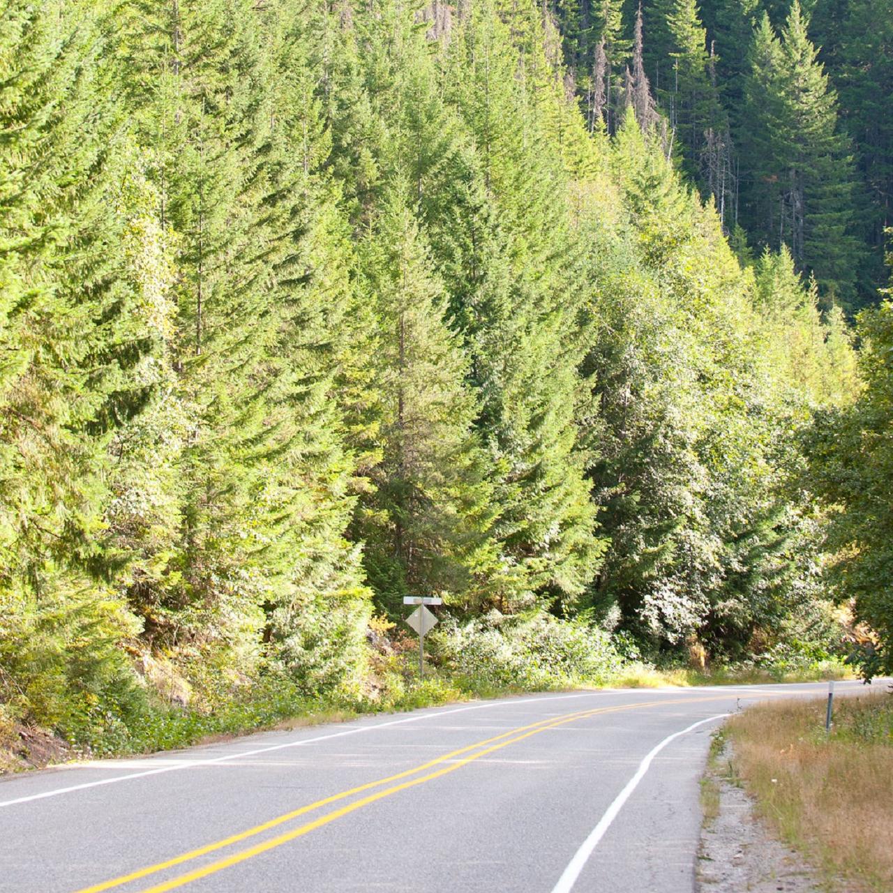 A paved road lined with coniferous trees.