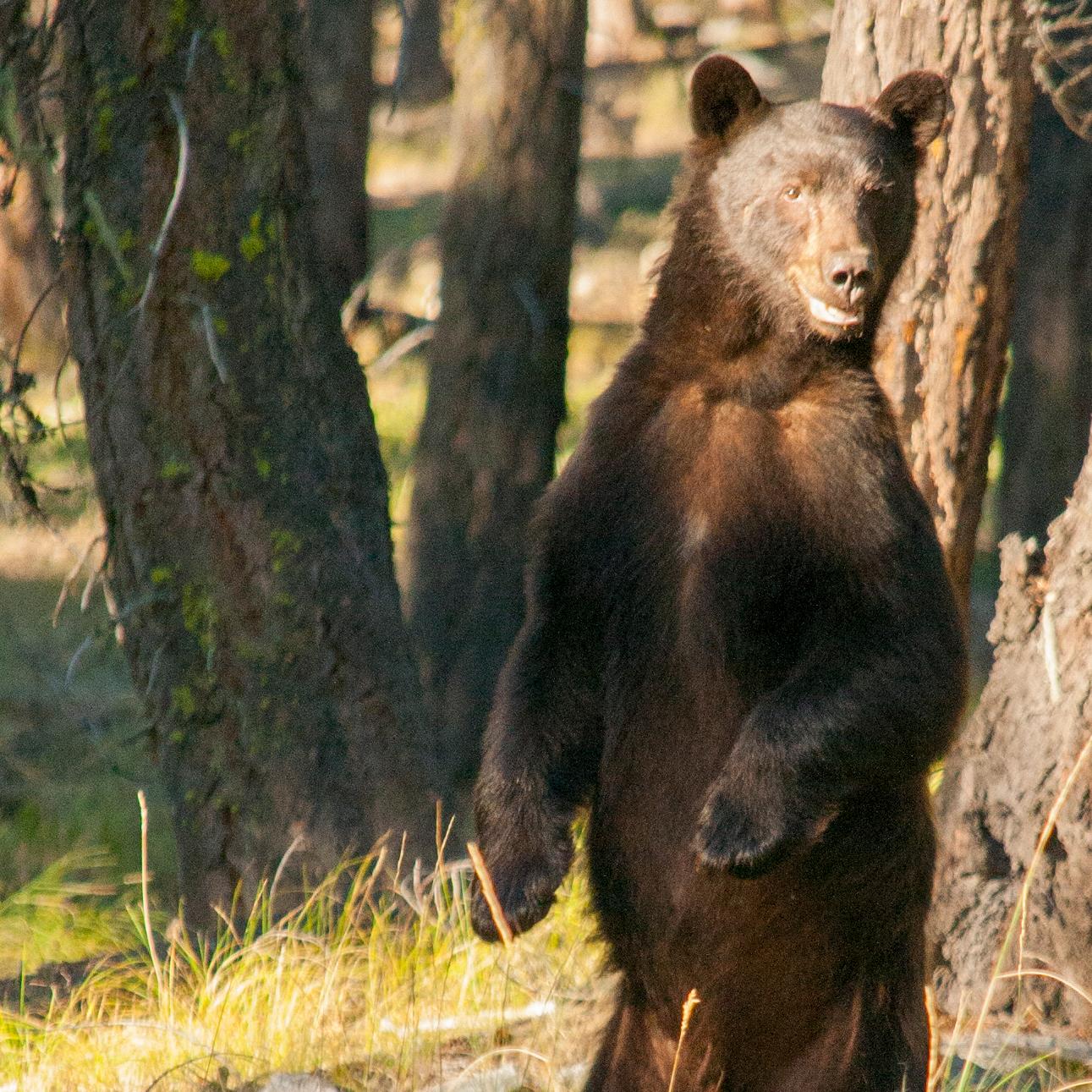 A black bear standing in a meadow.