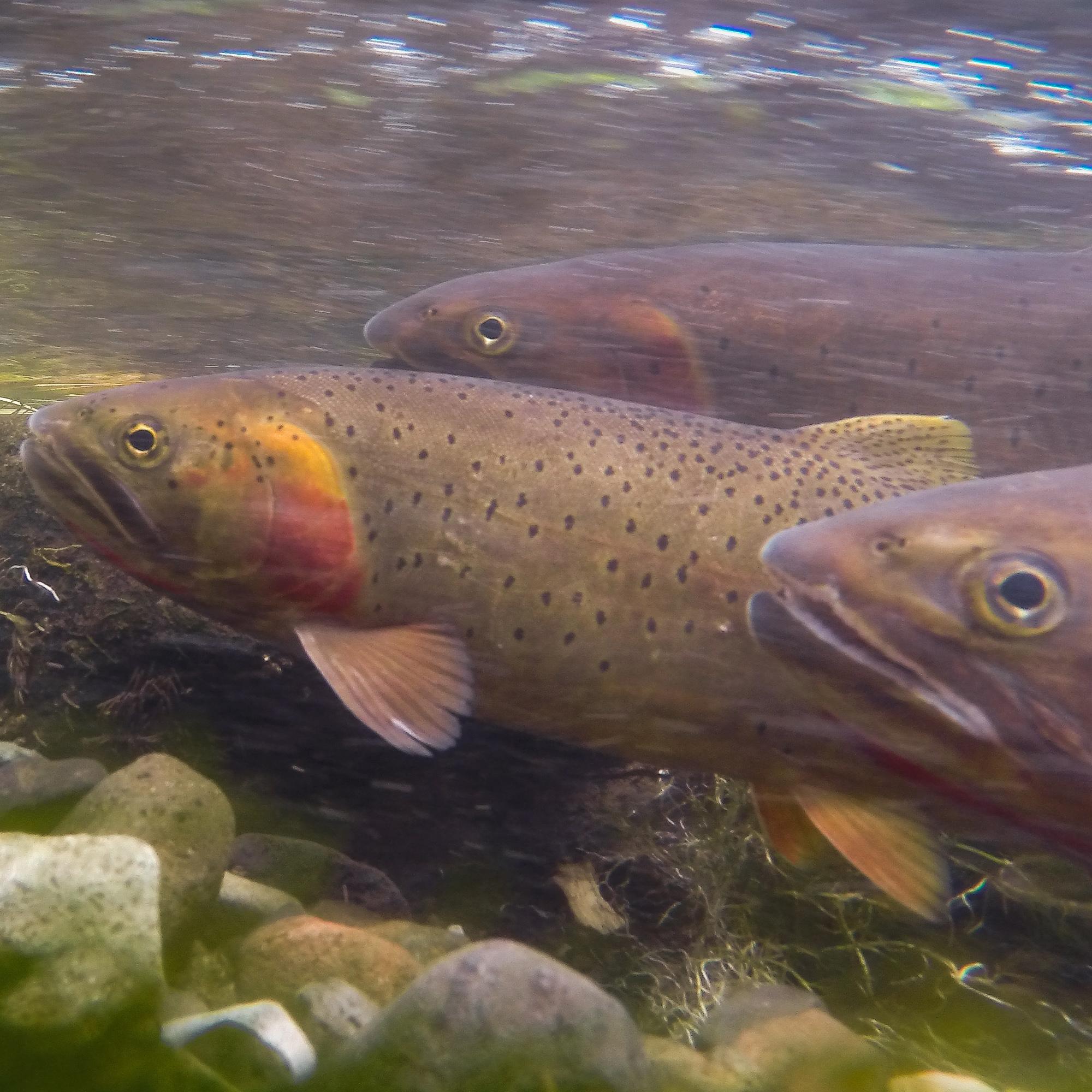 Trout swim underneath the water's surface.