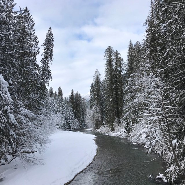 A stream winds through a snowy forest.