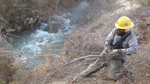 A man pulling invasive plants from the bank of a river