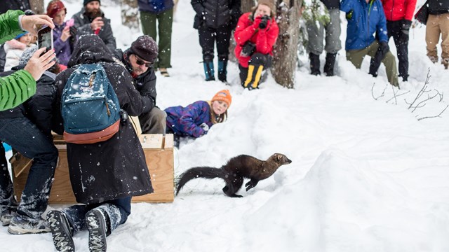 A fisher bounding out of a wooden crate into the wild in front of a crowd of onlookers