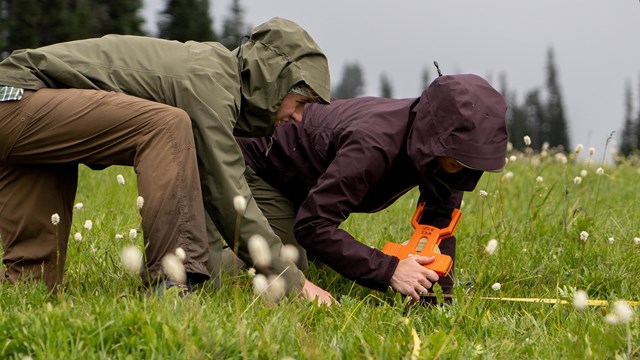Researchers crouch in a meadow around a square frame.
