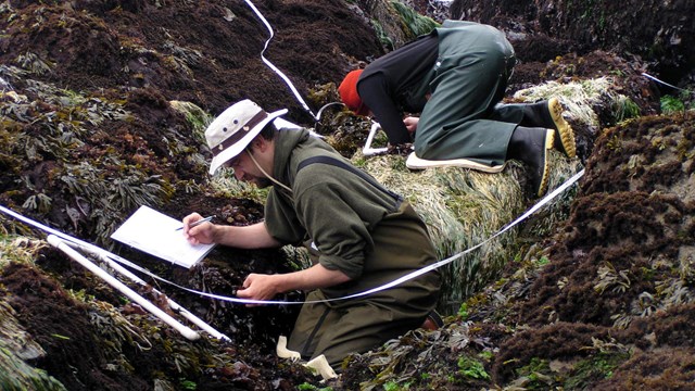 Two people crouch in the rocky intertidal zone with measuring tapes and clipboards