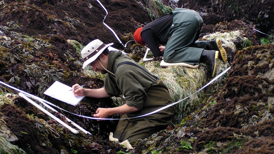 Surveying a rocky intertidal transect