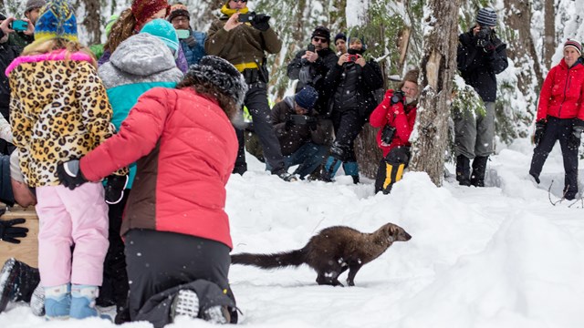 A group of people gather around for the release of a fisher, a small brown animal