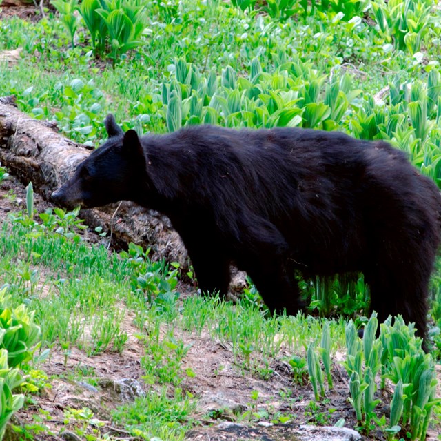 Black bear browsing among greenery