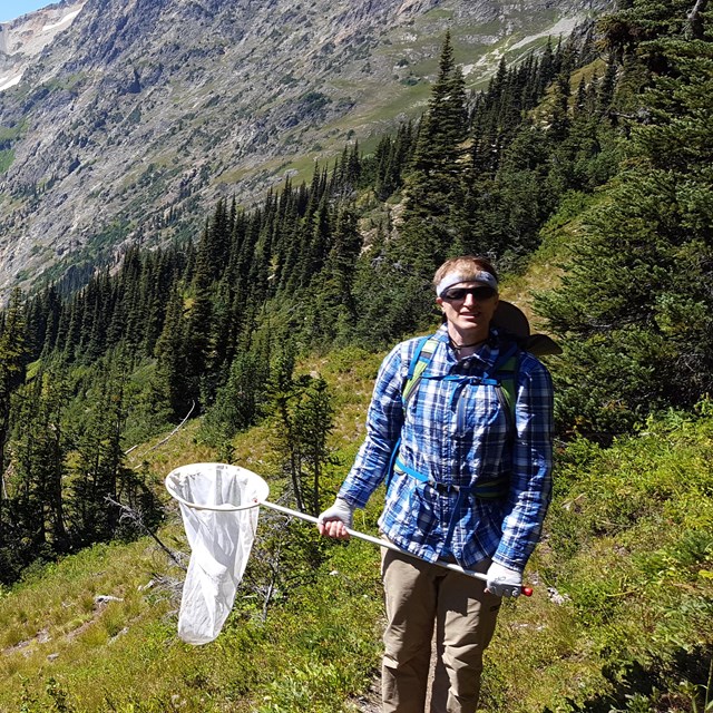A volunteer holds a butterfly net in an alpine meadow