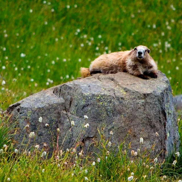 A marmot sits on a rock in a flower meadow
