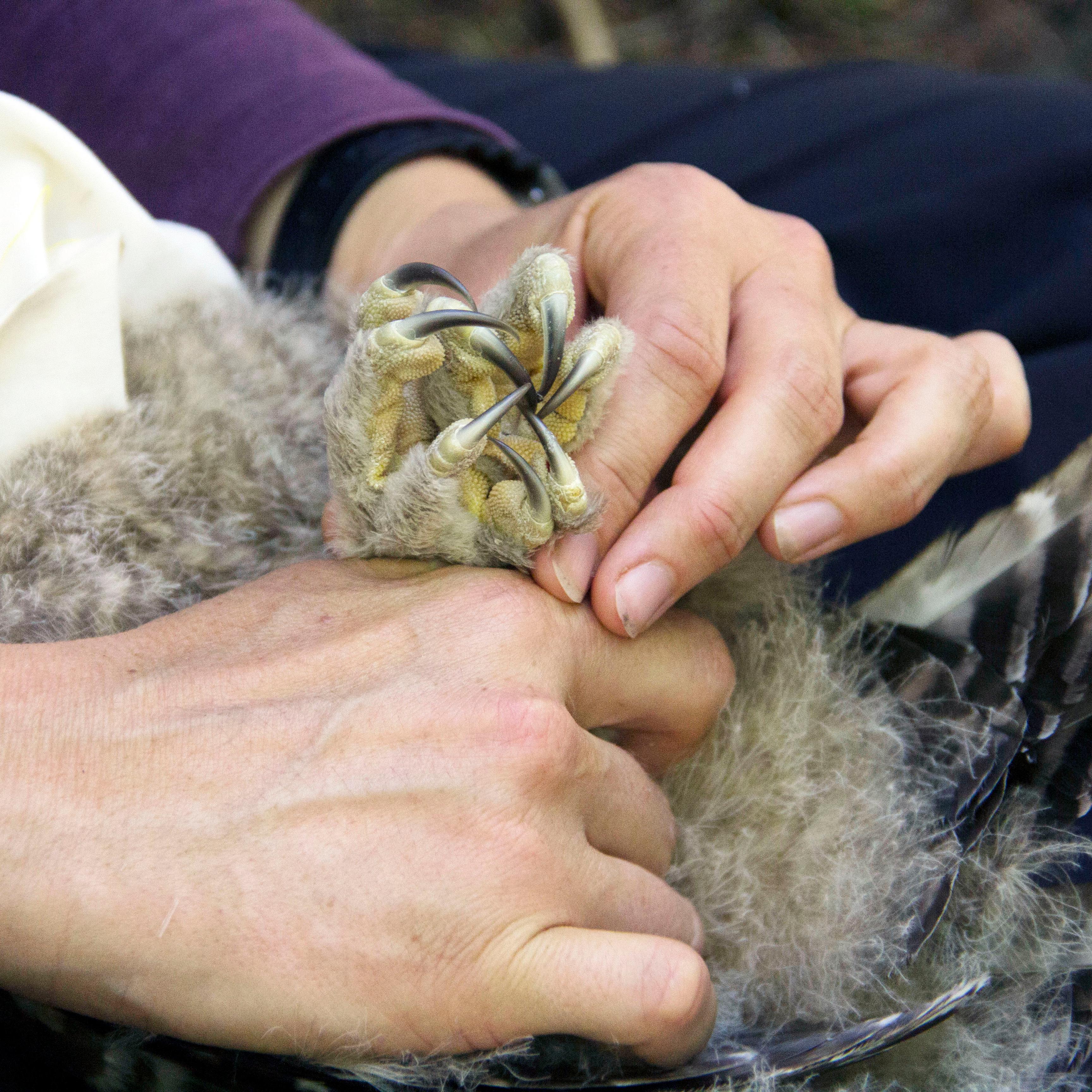 Hands holding the clenched feet of an owl