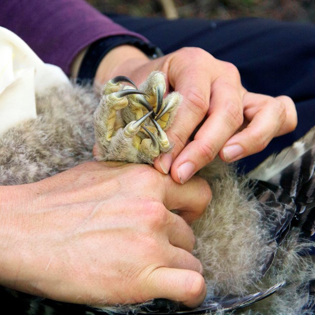 Hands holding the clenched feet of an owl