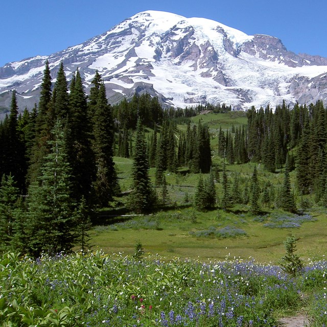 Alpine meadows being overtaken by evergreen trees beneath a towering mountain