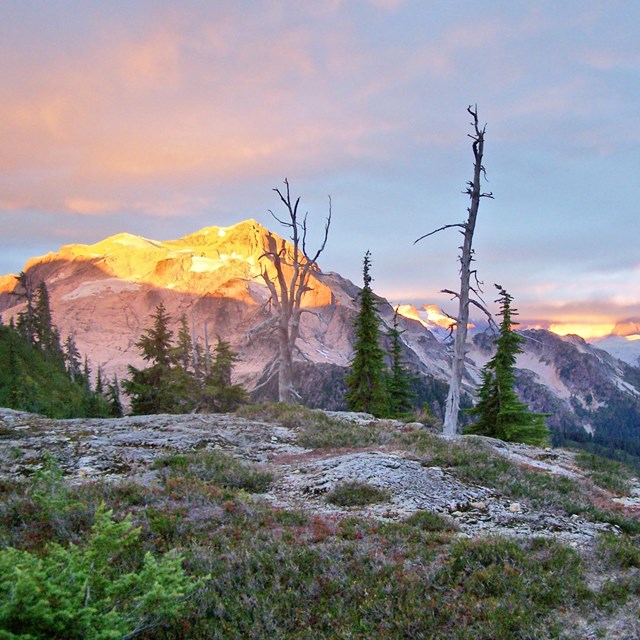 Living and dead trees on a ridge-top at sunrise