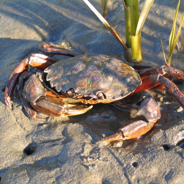European green crab