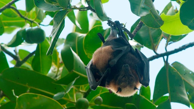 The pe'a (fruit bat) roosts during the day