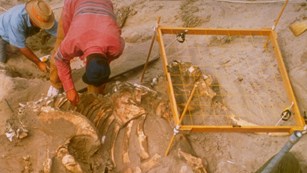 Paleontologists excavating a fossilized mammoth skeleton
