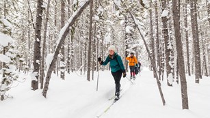 Several cross-country skiers in snow-covered woods
