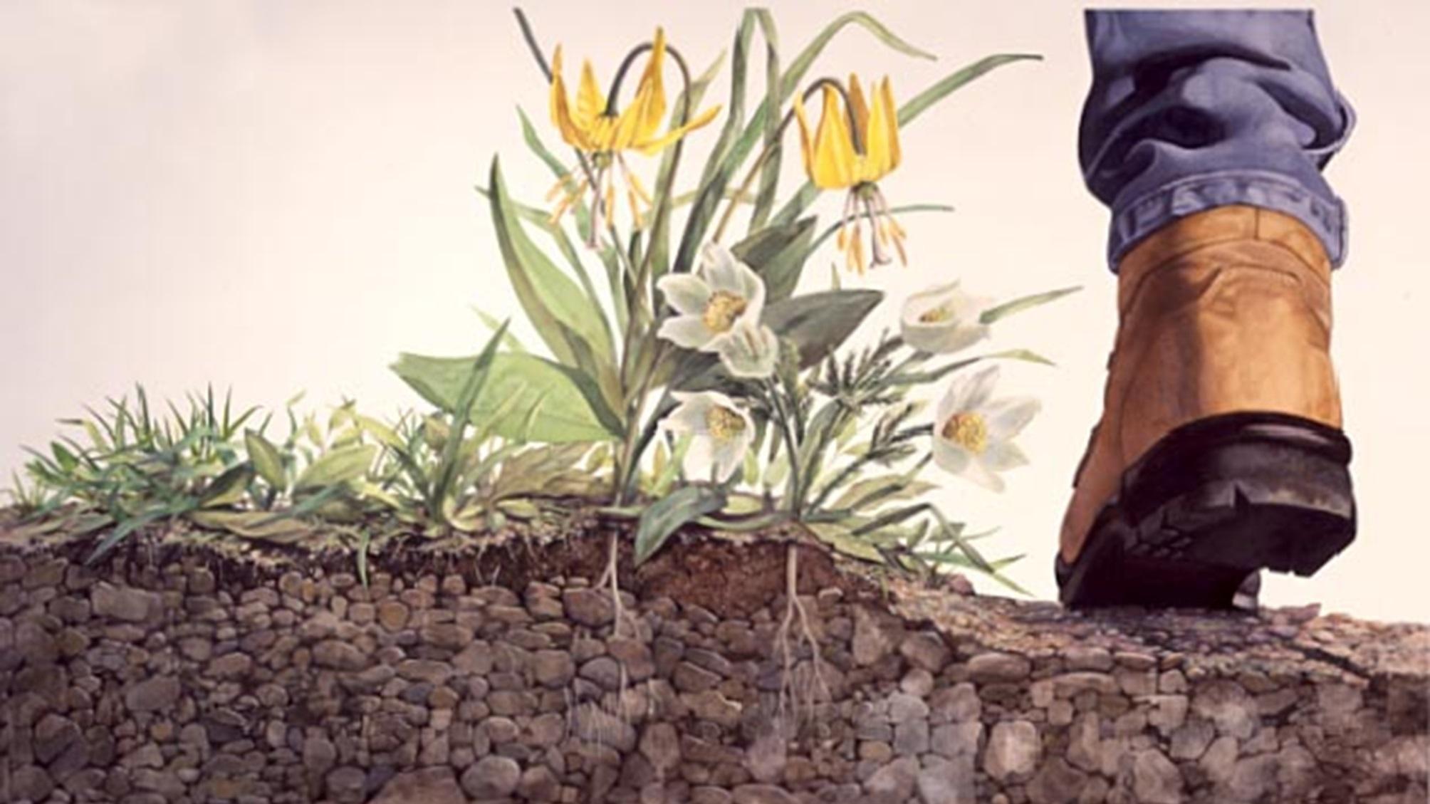 Illustration of a hiker boot next to a plant