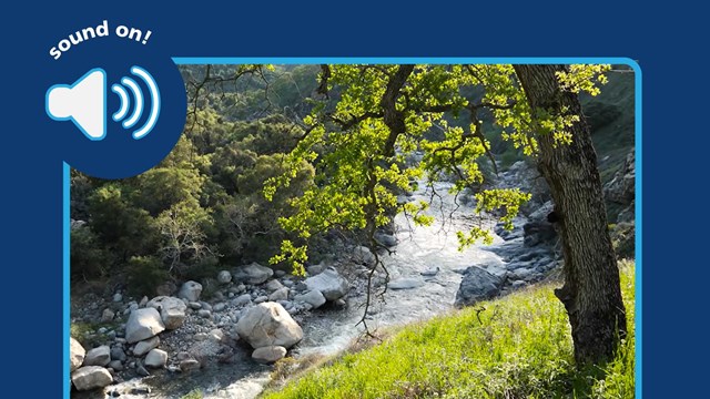 Photo of oak tree next to a stream. Icon of microphone. Text: Sound on